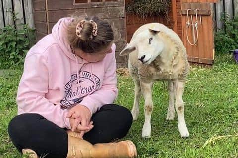 Ami with Darcy a nine month old lamb who is blind and has a heart murmur.