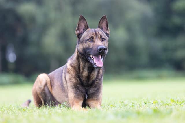Much loved brave and loyal police dog Rambo passes away.