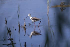 A black winged stilt at Potteric Carr. Picture by John Potter