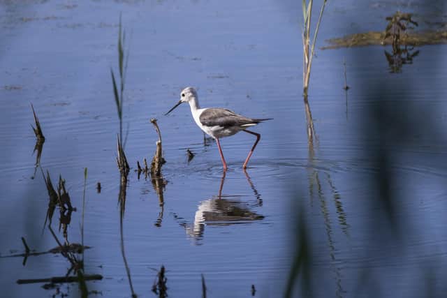 A black winged stilt at Potteric Carr. Picture by John Potter