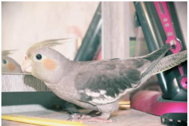 Emma has launched an appeal for the safe return of her beloved cockatiel.