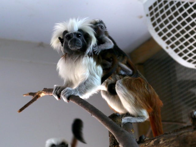 The birth of two critically endangered Cotton Top Tamarin babies came just in time for the park’s platinum jubilee party. The baby monkeys, who are one of the smallest primates in the world, are a critically endangered species and the park is a designated conservation hub to help save them from extinction.