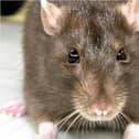 Rats were found at two adjoining Doncaster restaurants.