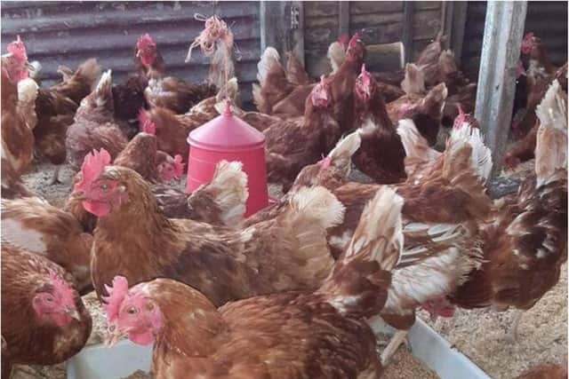 Thousands of hens were saved from slaughter.