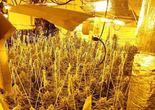 Over half a million pounds worth of cannabis plants were seized during a series of warrants in Balby and Hexthorpe.