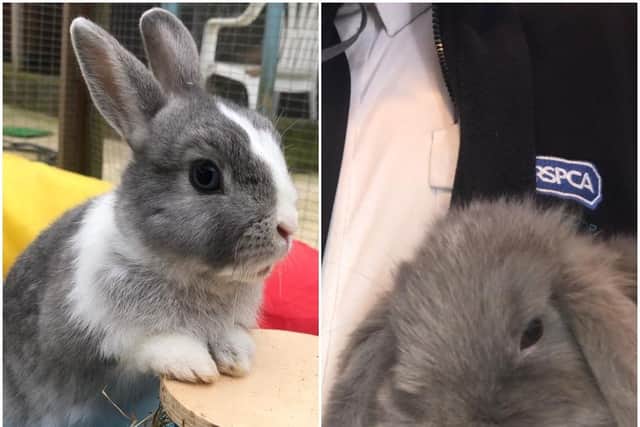 Could you give a bunny a loving home?