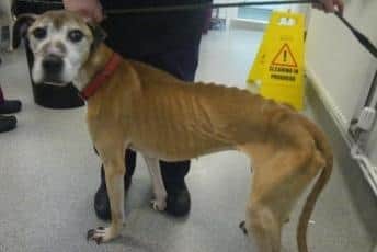 Angel was so thin you could see her bones