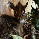 The tiny Kirk’s Dik-dik calf is called Acorn.