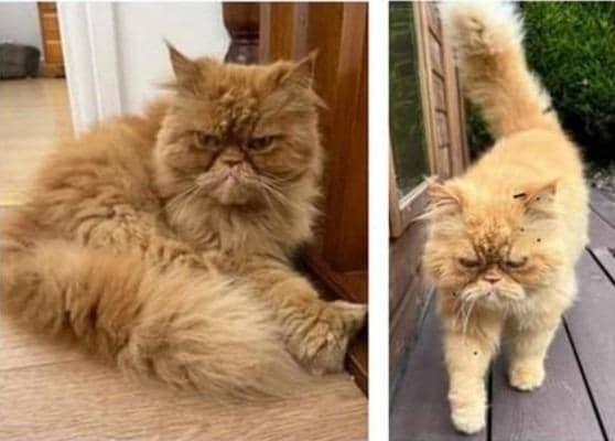 The search is on to find escapee Leo the long haired red cat.