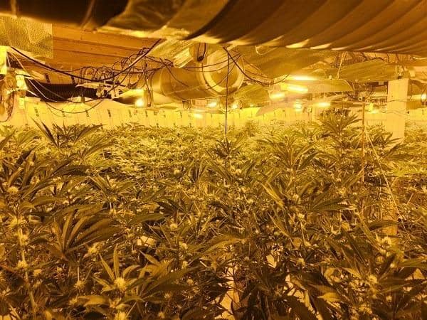 A cannabis farm was discovered inside an industrial unit.