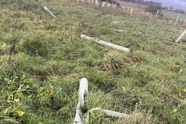 Newly planted trees have been wrecked by vandals in Doncaster.