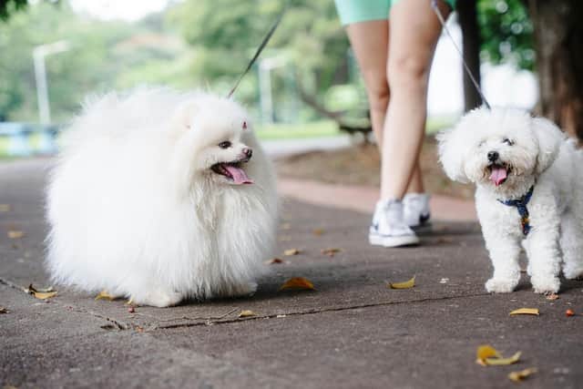 Are you walking your dog dangerously? Animal News Agency