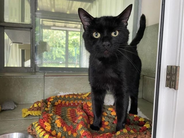 An ex-stray, Alexander is naturally quite a cautious cat. He'll need his own space initially, but will warm right up to you if you show him love and care.