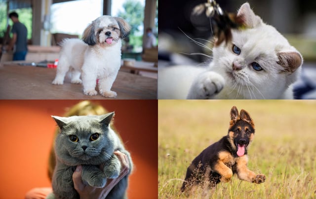 Did your favourite breed make the list?