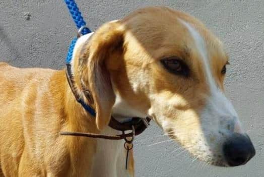 Do you know who this dog belongs to?