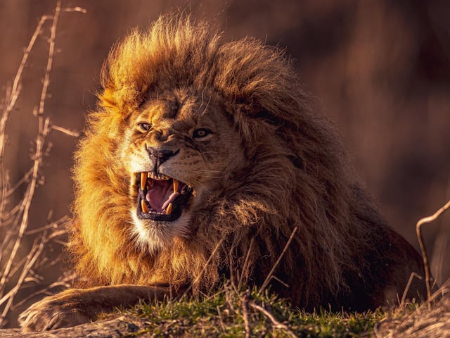 Twelve months at the Yorkshire Wildlife Park