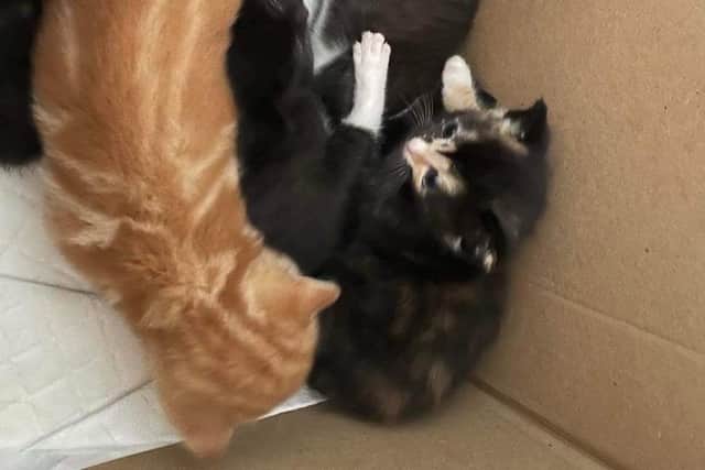 The kittens in the abandoned box
