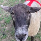 Fudge the Sheep sporting England colours ahead of the Euro 020 finals