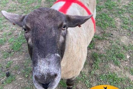 Fudge the Sheep sporting England colours ahead of the Euro 020 finals