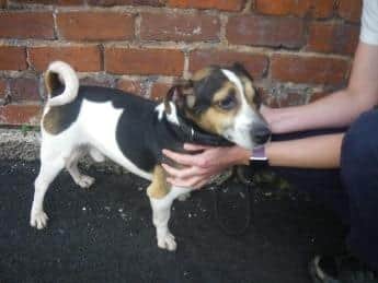 Dave the Jack Russell