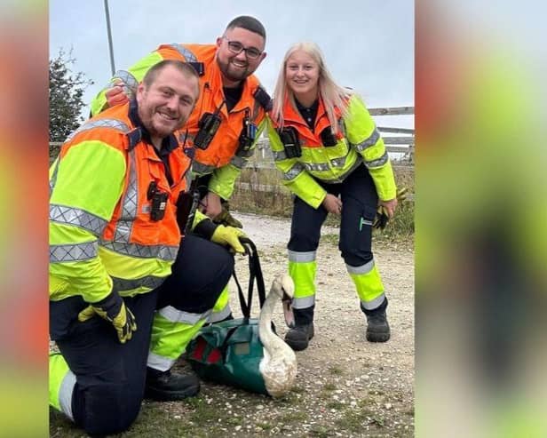 A road block was put in place to retrieve the swan.