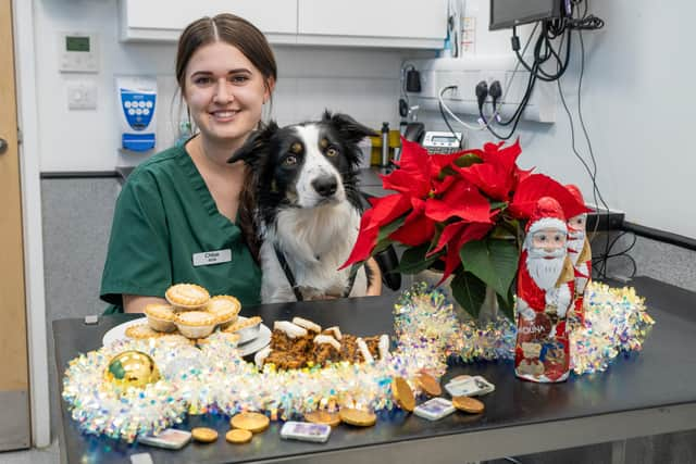 Veterinary nurse Chloe Poynton and Flynn, and festive hazards pets should avoid