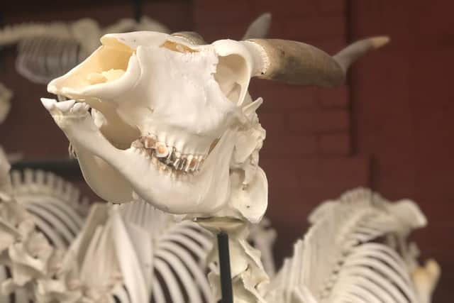 Antelope skeleton.