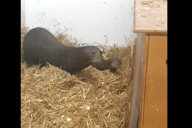 Visitors will be able to see the new arrival soon
