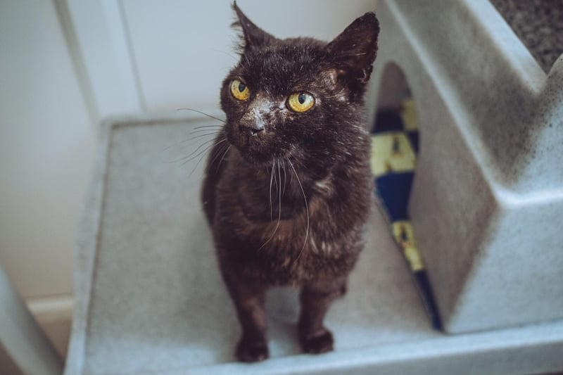 Bernard arrived at RSPCA Chesterfield after being found as a stray with horrific injuries to his face.  Now fully healed, the ten-year-old tom has become an affectionate and loving cat who adores human company.