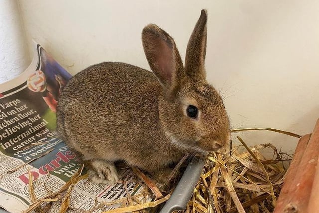This is Noel, he is yet another one of our youngsters here on centre who has also spent most of his life in rescues. Noel is a nosey bun and often likes to play peek-a-boo with the toys on centre. Because Noel has spent a lot of time in rescues he is quite confident with being handled and having humans around so he could be rehomed with children of any age as long as supervised by an adult. We would love for Noel to be rehomed with a female bun.