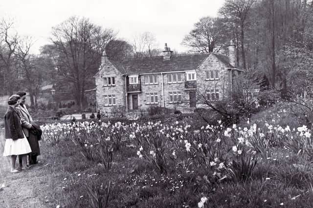 An attractive scene outside Whirlow Brook Park where 'a host of golden daffodils' make an eye-catching display in April 1960