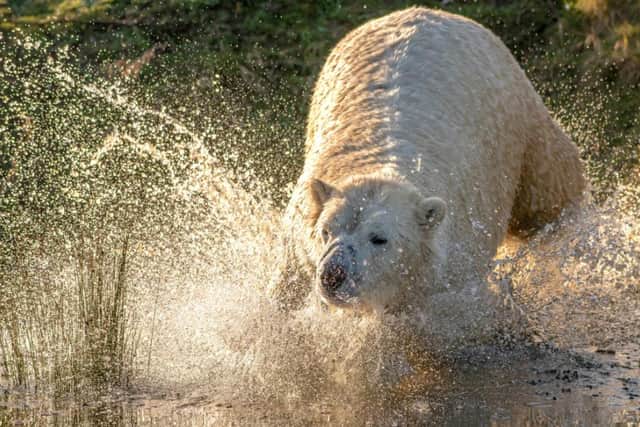 Polar bear running through water at Yorkshire Wildlife Park.