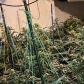 Police have busted another cannabis factory in Doncaster.