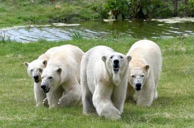 Doncaster's Yorkshire Wildlife Park is an Instagram hotspot.