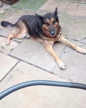 German Shepherd, Magnum died after he was allegedly bitten by an adder snake in Doncaster.