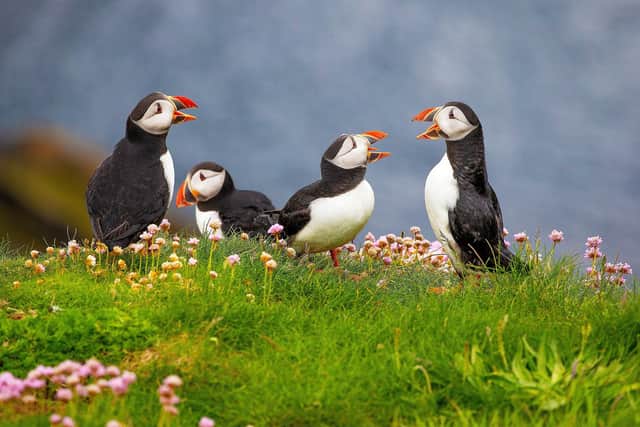 A new survey has revealed 59 per cent of people in the North of England are unsure where to spot different animals.