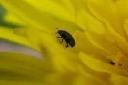 An influx of the little critters have been landing in gardens across Yorkshire with people taking to social media asking what they are