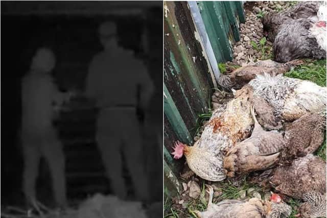 Two men were captured on camera in the allotments on Leger Way where 11 chickens were found slaughtered. (Photo: Facebook).