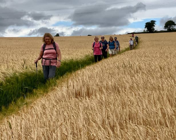 Through fields of wheat or barley