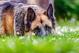 Andrew Hayes shared this superb picture of this handsome chap Kahuna.  Andrew says "He is our neighbours' dog but he's one of the family, we've even removed a fence panel so he can choose which garden he wants to be in! What a guy!