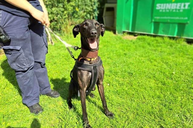 Pepper was rescued in Sheffield 13 months ago.