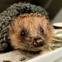 Baby Hog