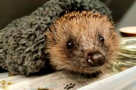 Baby Hog