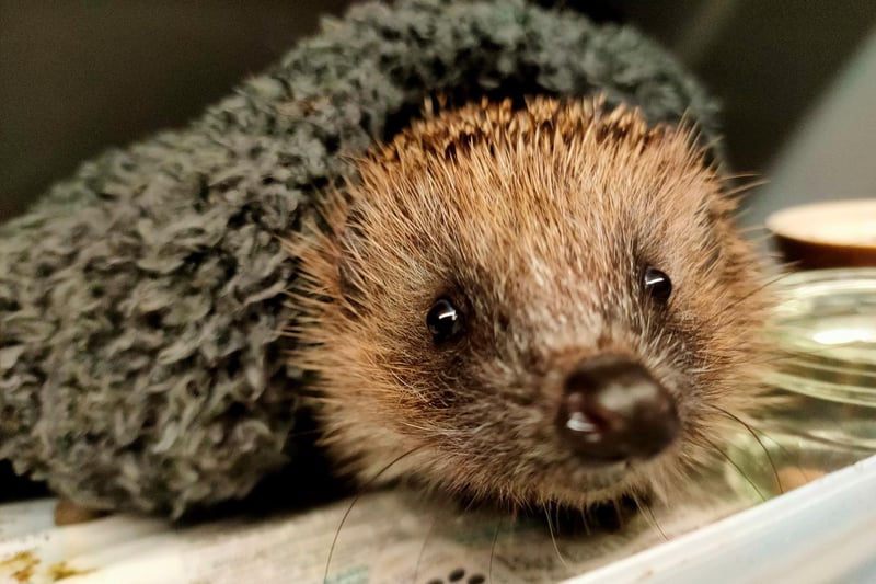 Baby Hog