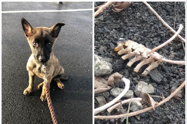 The remains of puppy Hades were found by shocked RSPCA inspectors.