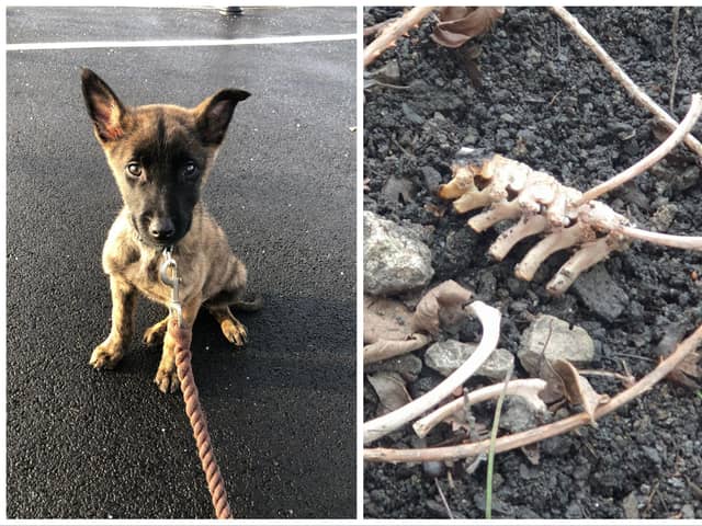 The remains of puppy Hades were found by shocked RSPCA inspectors.