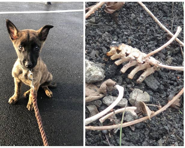 The remains of puppy Hades were found by shocked RSPCA inspectors.
