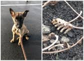 The remains of puppy Hades were found by shocked RSPCA inspectors.