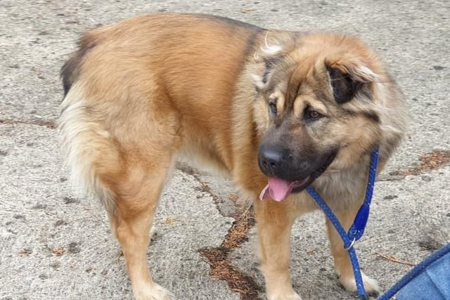 Mishka is a beautiful female Chow cross. She needs to be the only dog in the house and has been neutered
