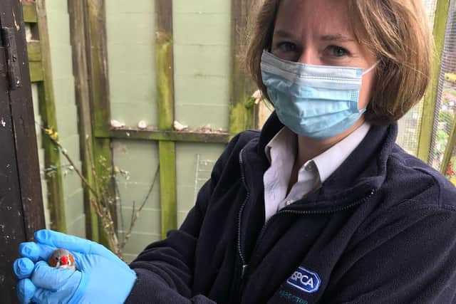 RSPCA officer Emily with one of the finches